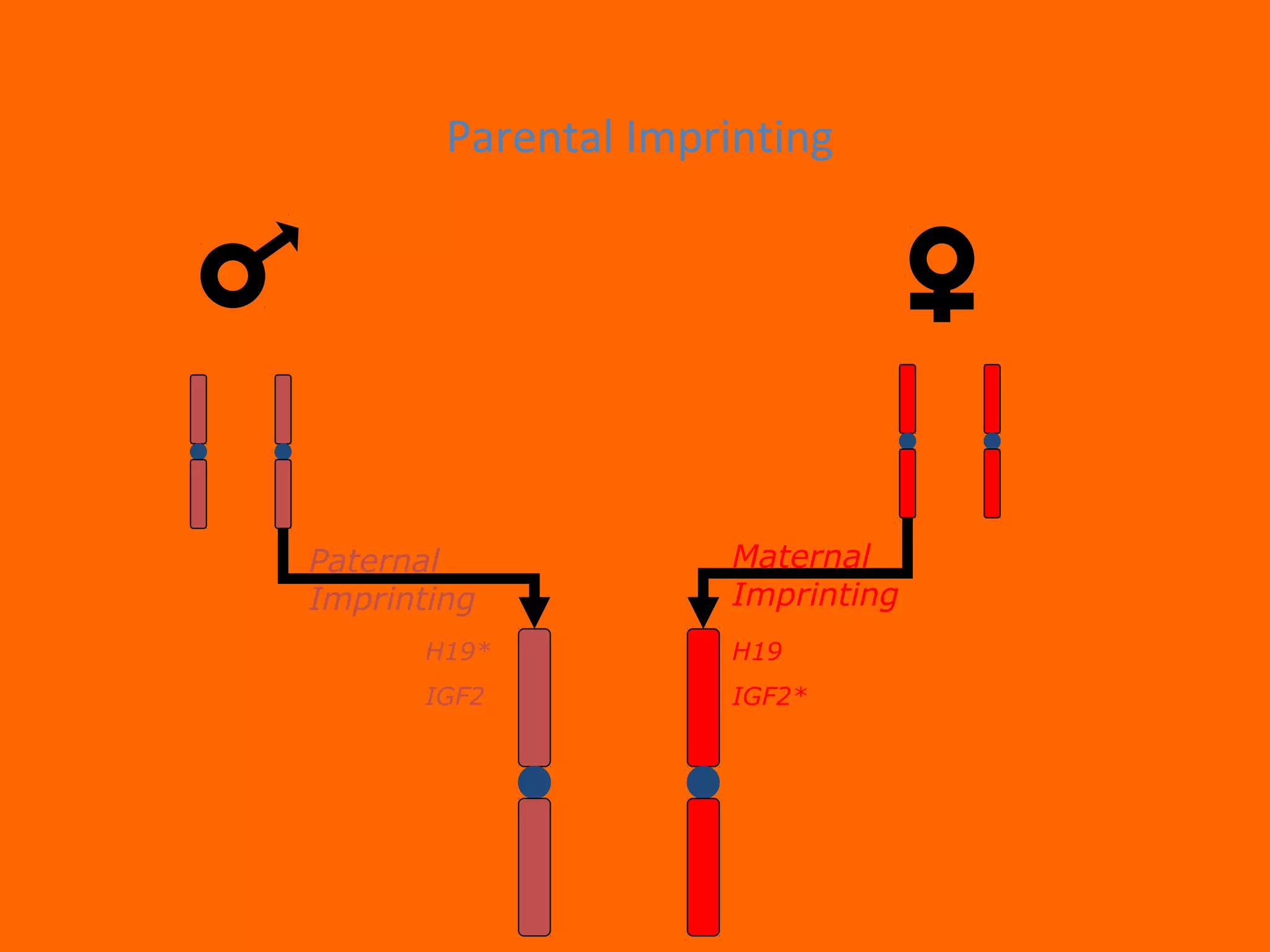 H19
IGF2*
H19*
IGF2
Paternal
Imprinting
Maternal
Imprinting
Parental Imprinting
 