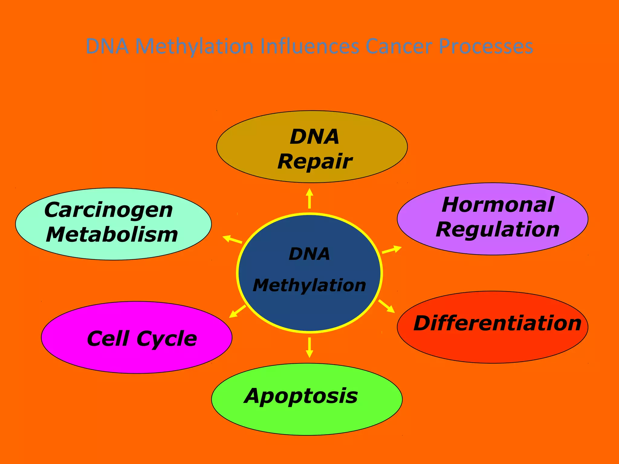 DNA Methylation Influences Cancer Processes
DNA
Repair
Hormonal
Regulation
Carcinogen
Metabolism
Apoptosis
Differentiation
Cell Cycle
DNA
Methylation
 