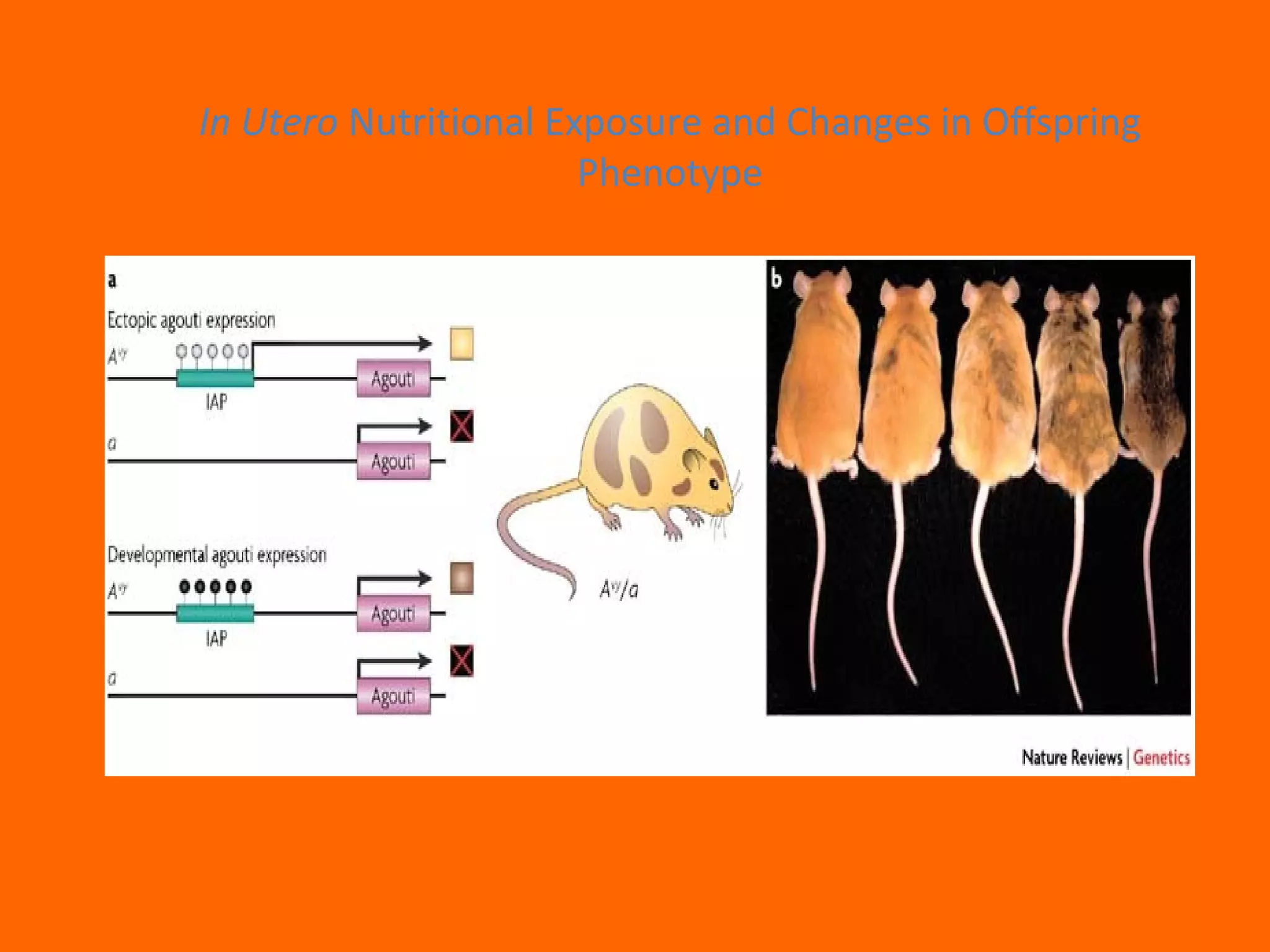 In Utero Nutritional Exposure and Changes in Offspring
Phenotype
 
