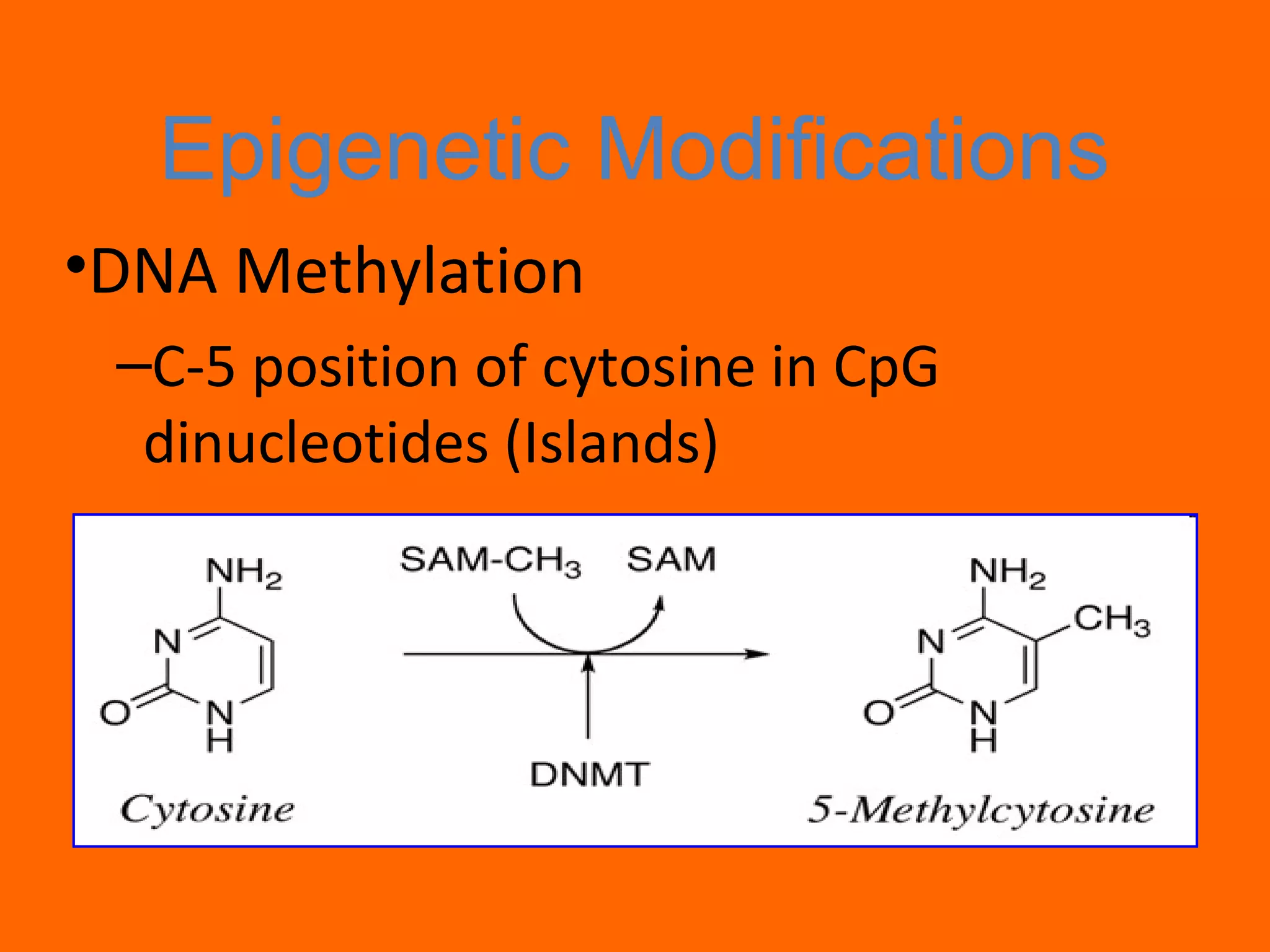 Epigenetic Modifications
•DNA Methylation
–C-5 position of cytosine in CpG
dinucleotides (Islands)
 