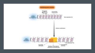 Epigenetics | PPTX