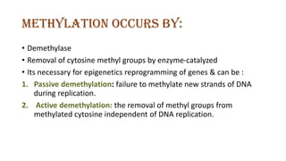Methylation occurs by:
• Demethylase
• Removal of cytosine methyl groups by enzyme-catalyzed
• Its necessary for epigenetics reprogramming of genes & can be :
1. Passive demethylation: failure to methylate new strands of DNA
during replication.
2. Active demethylation: the removal of methyl groups from
methylated cytosine independent of DNA replication.
 