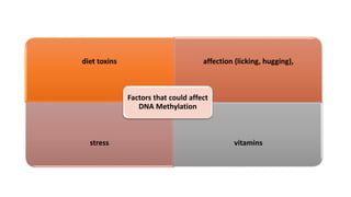 diet toxins affection (licking, hugging),
stress vitamins
Factors that could affect
DNA Methylation
 