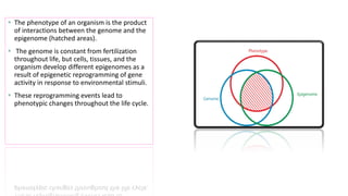 ▪ The phenotype of an organism is the product
of interactions between the genome and the
epigenome (hatched areas).
▪ The genome is constant from fertilization
throughout life, but cells, tissues, and the
organism develop different epigenomes as a
result of epigenetic reprogramming of gene
activity in response to environmental stimuli.
▪ These reprogramming events lead to
phenotypic changes throughout the life cycle.
 