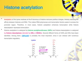 Histone acetylation
• Acetylation of the lysine residues at the N terminus of histons removes positive charges, thereby reducing the
affinity between histones and DNA. This makes RNA polymerase and transcription factors easier to access the
promoter region. Therefore, in most cases, histone acetylation enhances transcription while histone
deacetylation represses transcription.
• Histone acetylation is catalyzed by histone acetyltransferases (HATs) and histone deacetylation is catalyzed
by histone deacetylases (denoted by HDs or HDACs). Several different forms of HATs and HDs have been
identified. Among them, CBP/p300 is probably the most important, since it can interact with numerous
transcription regulators.
 