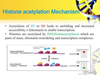 Histone acetylation Mechanism
• Acetylation of H3 or H4 leads to unfolding and increased
accessibility o fchromatin to enable transcription.
• Histones are acetylated by HAT(histoneacetylases) which are
parts of many chromatin remodeling and transcription complexes.
 