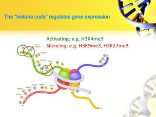 The “histone code” regulates gene expression
 