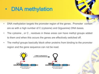 • DNA methylation
• DNA methylation targets the promoter region of the genes . Promoter contain
are as with a high number of C (cytosine) and G(guanine) DNA bases.
• The cytosine , or C , residues in these areas can have methyl groups added
to them and when this occurs the genes are effectively switched off.
• The methyl groups basically block other proteins from binding to the promoter
region and the gene sequence can not be read.
 