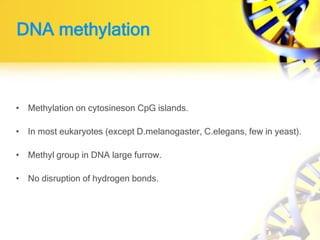 DNA methylation
• Methylation on cytosineson CpG islands.
• In most eukaryotes (except D.melanogaster, C.elegans, few in yeast).
• Methyl group in DNA large furrow.
• No disruption of hydrogen bonds.
 