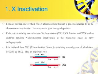 1. X Inactivation
• Females silence one of their two X-chromosomes through a process referred to as X-
chromosome inactivation , to compensate gene dosage disparities.
• Embryos containing more than one X-chromosome (XX, XXX females and XXY males)
undergo random X-chromosome inactivation at the blastocyst stage in early
embryogenesis.
• It is initiated from XIC (X inactivation Centre ) containing several genes of which two,
i.e XIST & TSIX , play an important role.
 