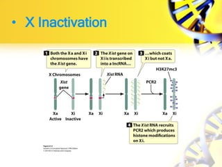 • X Inactivation
 
