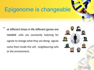 Epigenome is changeable
• at different times in life different genes are
needed cells are constantly listening for
signals to change what they are doing signals
come from inside the cell, neighbouring cells
or the environment.
 