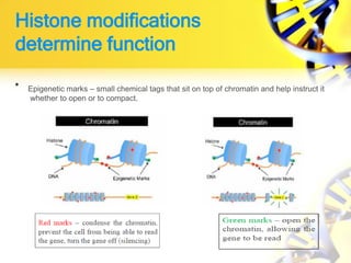 Histone modifications
determine function
• Epigenetic marks – small chemical tags that sit on top of chromatin and help instruct it
whether to open or to compact.
 