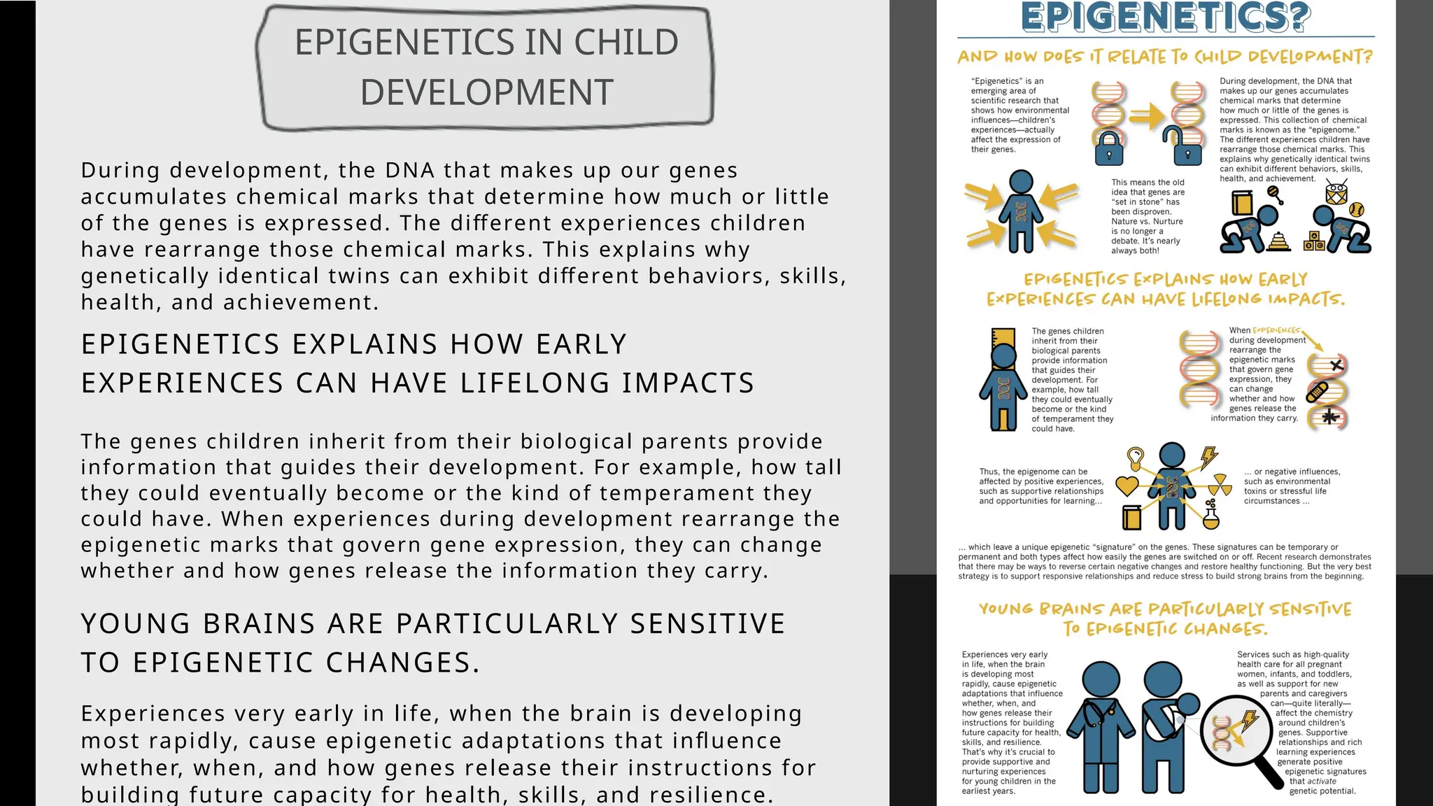 During development, the DNA that makes up our genes
accumulates chemical marks that determine how much or little
of the genes is expressed. The different experiences children
have rearrange those chemical marks. This explains why
genetically identical twins can exhibit different behaviors, skills,
health, and achievement.
The genes children inherit from their biological parents provide
information that guides their development. For example, how tall
they could eventually become or the kind of temperament they
could have. When experiences during development rearrange the
epigenetic marks that govern gene expression, they can change
whether and how genes release the information they carry.
EPIGENETICS EXPLAINS HOW EARLY
EXPERIENCES CAN HAVE LIFELONG IMPACTS
Experiences very early in life, when the brain is developing
most rapidly, cause epigenetic adaptations that influence
whether, when, and how genes release their instructions for
building future capacity for health, skills, and resilience.
YOUNG BRAINS ARE PARTICULARLY SENSITIVE
TO EPIGENETIC CHANGES.
EPIGENETICS IN CHILD
DEVELOPMENT
 