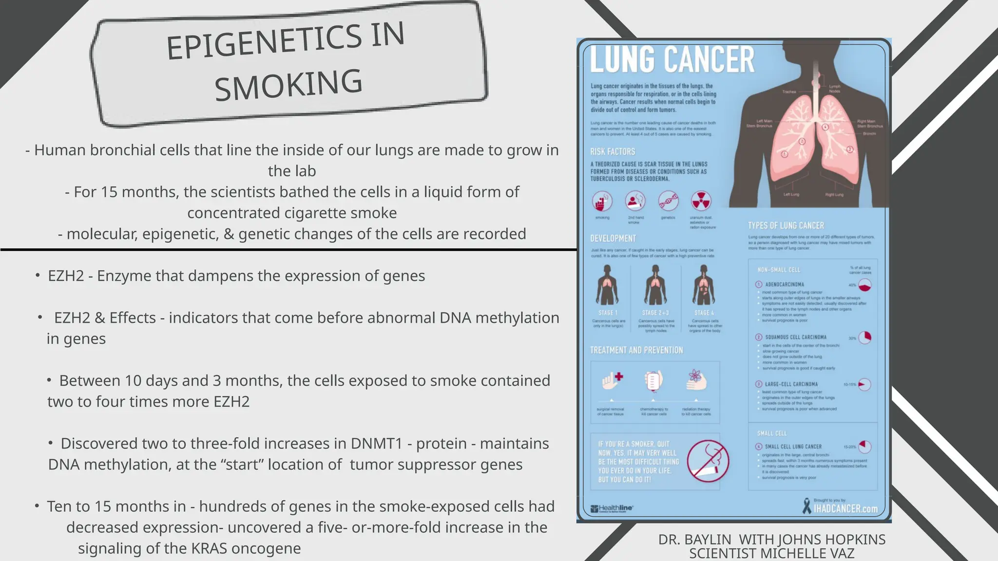 EPIGENETICS IN
SMOKING
- Human bronchial cells that line the inside of our lungs are made to grow in
the lab
- For 15 months, the scientists bathed the cells in a liquid form of
concentrated cigarette smoke
- molecular, epigenetic, & genetic changes of the cells are recorded
• EZH2 - Enzyme that dampens the expression of genes
• EZH2 & Effects - indicators that come before abnormal DNA methylation
in genes
• Between 10 days and 3 months, the cells exposed to smoke contained
two to four times more EZH2
• Discovered two to three-fold increases in DNMT1 - protein - maintains
DNA methylation, at the “start” location of tumor suppressor genes
• Ten to 15 months in - hundreds of genes in the smoke-exposed cells had
decreased expression- uncovered a five- or-more-fold increase in the
signaling of the KRAS oncogene
DR. BAYLIN WITH JOHNS HOPKINS
SCIENTIST MICHELLE VAZ
 