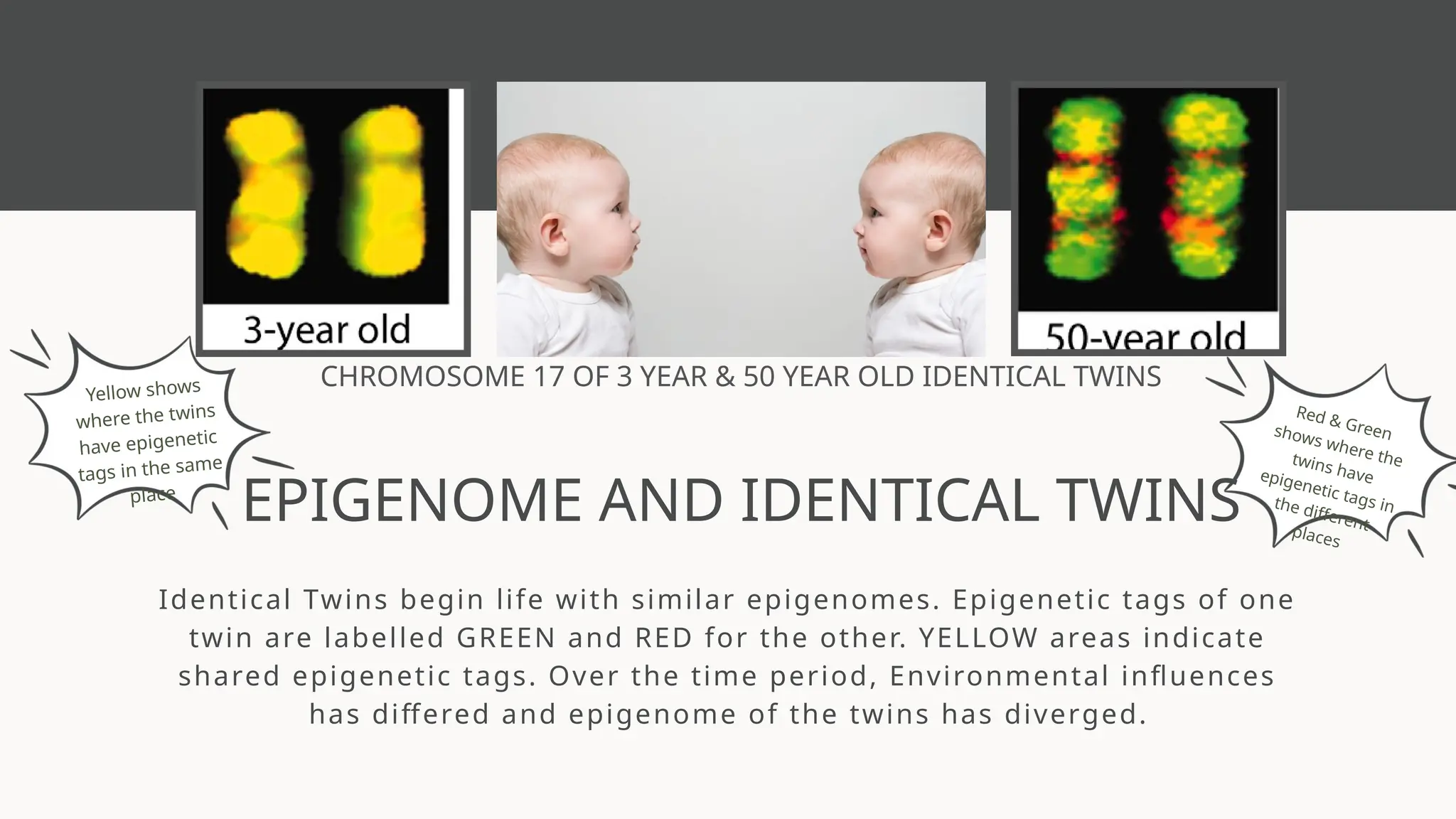 Identical Twins begin life with similar epigenomes. Epigenetic tags of one
twin are labelled GREEN and RED for the other. YELLOW areas indicate
shared epigenetic tags. Over the time period, Environmental influences
has differed and epigenome of the twins has diverged.
EPIGENOME AND IDENTICAL TWINS
Yellow shows
where the twins
have epigenetic
tags in the same
place
Red & Green
shows where the
twins have
epigenetic tags in
the different
places
CHROMOSOME 17 OF 3 YEAR & 50 YEAR OLD IDENTICAL TWINS
 