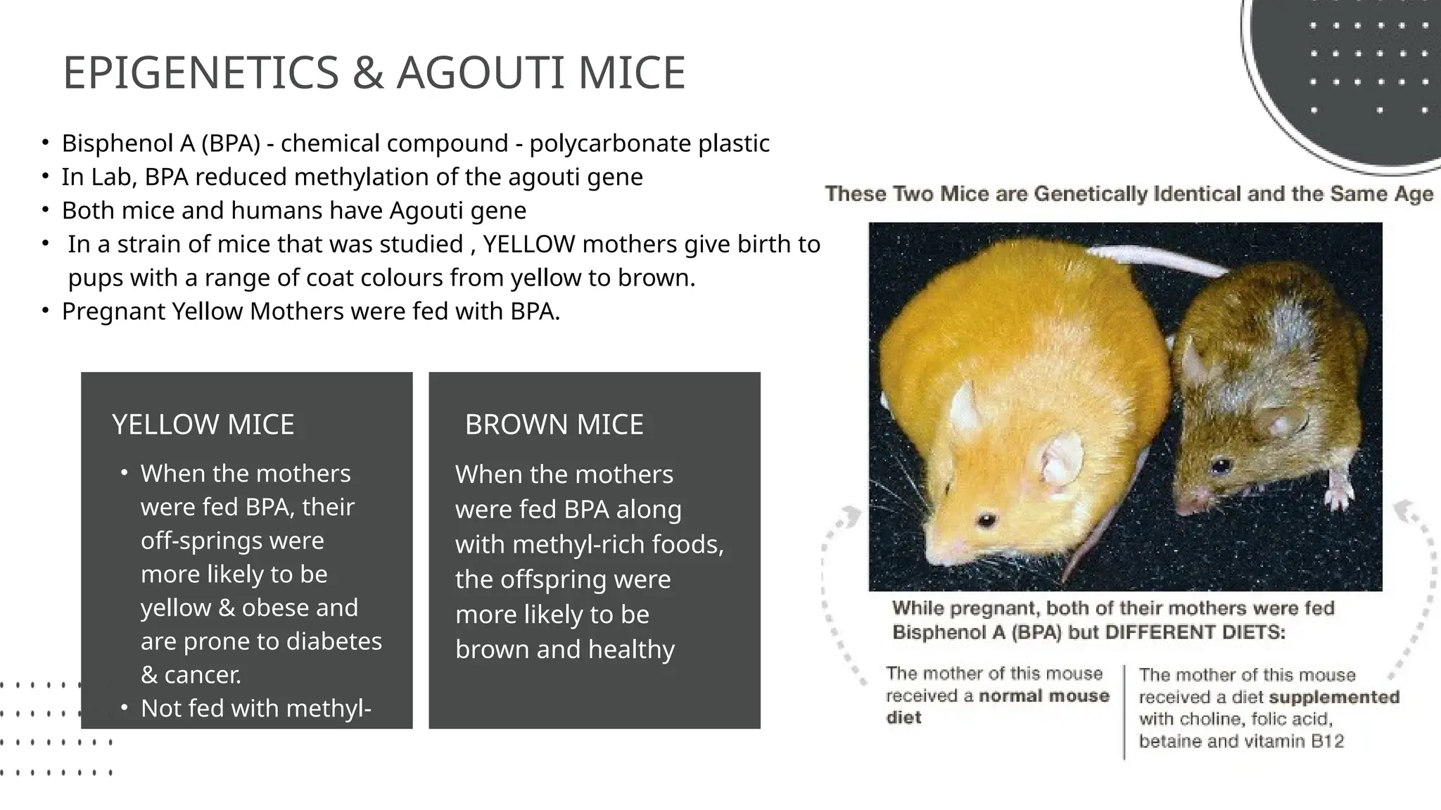 EPIGENETICS & AGOUTI MICE
• Bisphenol A (BPA) - chemical compound - polycarbonate plastic
• In Lab, BPA reduced methylation of the agouti gene
• Both mice and humans have Agouti gene
• In a strain of mice that was studied , YELLOW mothers give birth to
pups with a range of coat colours from yellow to brown.
• Pregnant Yellow Mothers were fed with BPA.
YELLOW MICE BROWN MICE
• When the mothers
were fed BPA, their
off-springs were
more likely to be
yellow & obese and
are prone to diabetes
& cancer.
• Not fed with methyl-
rich foods .
When the mothers
were fed BPA along
with methyl-rich foods,
the offspring were
more likely to be
brown and healthy
 