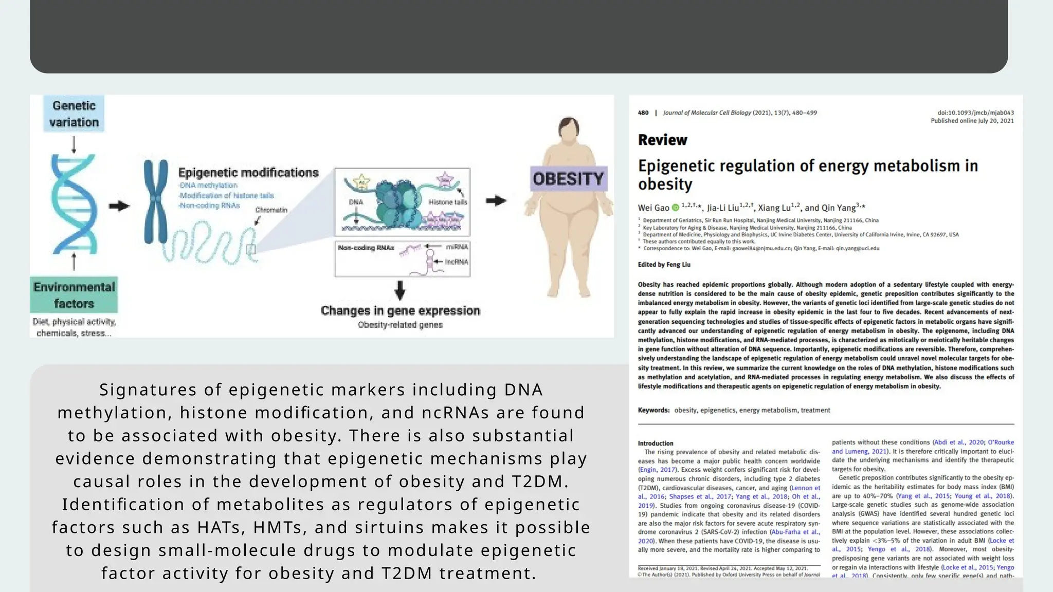 Signatures of epigenetic markers including DNA
methylation, histone modification, and ncRNAs are found
to be associated with obesity. There is also substantial
evidence demonstrating that epigenetic mechanisms play
causal roles in the development of obesity and T2DM.
Identification of metabolites as regulators of epigenetic
factors such as HATs, HMTs, and sirtuins makes it possible
to design small-molecule drugs to modulate epigenetic
factor activity for obesity and T2DM treatment.
 