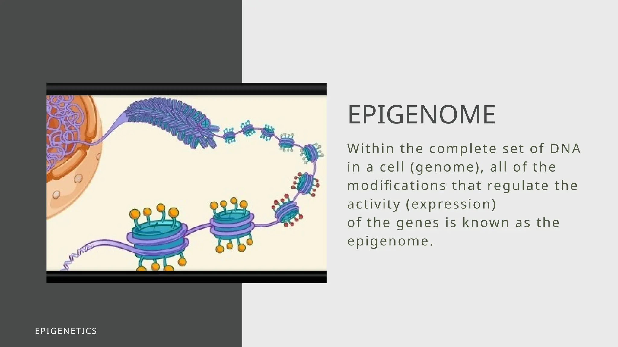 Within the complete set of DNA
in a cell (genome), all of the
modifications that regulate the
activity (expression)
of the genes is known as the
epigenome.
EPIGENOME
EPIGENETICS
 