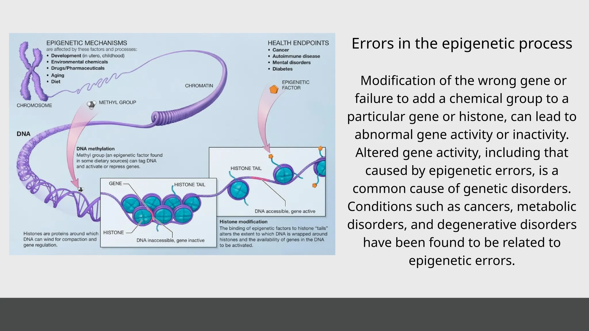 Errors in the epigenetic process
Modification of the wrong gene or
failure to add a chemical group to a
particular gene or histone, can lead to
abnormal gene activity or inactivity.
Altered gene activity, including that
caused by epigenetic errors, is a
common cause of genetic disorders.
Conditions such as cancers, metabolic
disorders, and degenerative disorders
have been found to be related to
epigenetic errors.
 