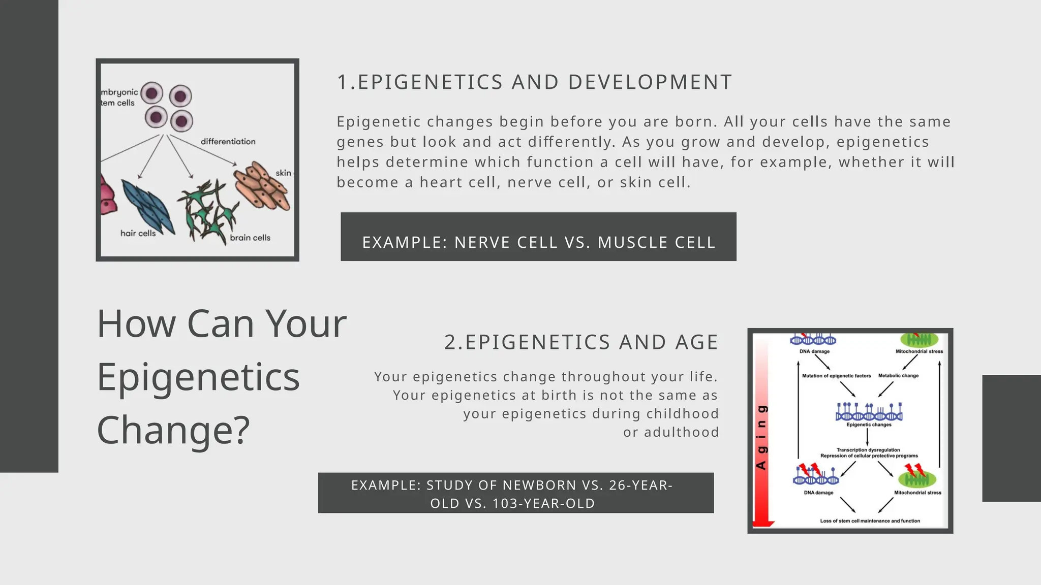 1.EPIGENETICS AND DEVELOPMENT
Epigenetic changes begin before you are born. All your cells have the same
genes but look and act differently. As you grow and develop, epigenetics
helps determine which function a cell will have, for example, whether it will
become a heart cell, nerve cell, or skin cell.
EXAMPLE: NERVE CELL VS. MUSCLE CELL
Your epigenetics change throughout your life.
Your epigenetics at birth is not the same as
your epigenetics during childhood
or adulthood
2.EPIGENETICS AND AGE
EXAMPLE: STUDY OF NEWBORN VS. 26-YEAR-
OLD VS. 103-YEAR-OLD
How Can Your
Epigenetics
Change?
 