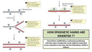 EPIGENETICS: MECHANISM, INHERITANCE AND DISEASES | PPTX