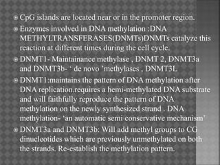  CpG islands are located near or in the promoter region.
 Enzymes involved in DNA methylation :DNA
METHYLTRANSFERASES(DNMTs)DNMTs catalyze this
reaction at different times during the cell cycle.
 DNMT1- Maintainance methylase , DNMT 2, DNMT3a
and DNMT3b- ‘ de novo ’methylases , DNMT3L
 DNMT1:maintains the pattern of DNA methylation after
DNA replication.requires a hemi-methylated DNA substrate
and will faithfully reproduce the pattern of DNA
methylation on the newly synthesized strand . DNA
methylation- ‘an automatic semi conservative mechanism’
 DNMT3a and DNMT3b: Will add methyl groups to CG
dinucleotides which are previously unmethylated on both
the strands. Re-establish the methylation pattern.
 
