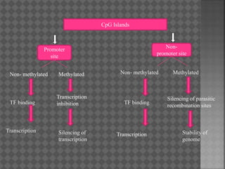 CpG Islands
Promoter
site
Non-
promoter site
Non- methylated Methylated
TF binding
Non- methylated Methylated
Transcription
Transcription
inhibition
Silencing of
transcription
Transcription Stability of
genome
TF binding
Silencing of parasitic
recombination sites
 