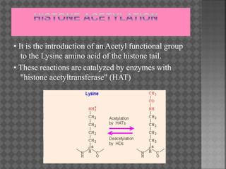 • It is the introduction of an Acetyl functional group
to the Lysine amino acid of the histone tail.
• These reactions are catalyzed by enzymes with
"histone acetyltransferase" (HAT)
 
