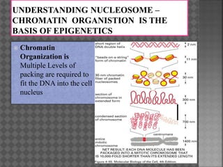  Chromatin
Organization is
Multiple Levels of
packing are required to
fit the DNA into the cell
nucleus
 