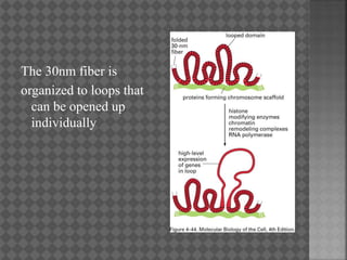 The 30nm fiber is
organized to loops that
can be opened up
individually
 
