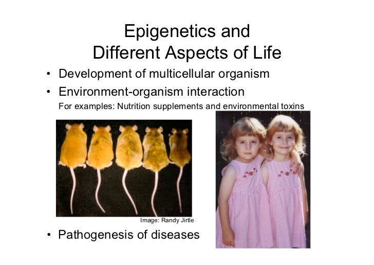 a look at the study of heritable changes in gene expression epigenetics Freebase (000 / 0 votes) rate this definition: epigenetics in biology, and specifically genetics, epigenetics is the study of changes in gene expression or cellular phenotype, caused by mechanisms other than changes in the underlying dna sequence - hence the name epi- -genetics, some of which have been argued to be heritable. a look at the study of heritable changes in gene expression epigenetics Freebase (000 / 0 votes) rate this definition: epigenetics in biology, and specifically genetics, epigenetics is the study of changes in gene expression or cellular phenotype, caused by mechanisms other than changes in the underlying dna sequence - hence the name epi- -genetics, some of which have been argued to be heritable.