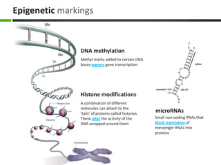 Epigenetic markings
DNA methylation
Methyl marks added to certain DNA
bases repress gene transcription
Histone modifications
A combination of different
molecules can attach to the
‘tails’ of proteins called histones.
These alter the activity of the
DNA wrapped around them
microRNAs
Small non-coding RNAs that
block translation of
messenger RNAs into
proteins
 