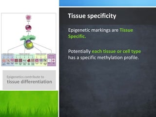 Epigenetics contribute to
tissue differentiation
Tissue specificity
Epigenetic markings are Tissue
Specific.
Potentially each tissue or cell type
has a specific methylation profile.
 