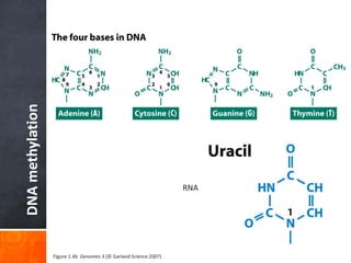 DNA
methylation (more accurately: it is usually associated with suppressed RNA)
RNA
Figure 1.4b Genomes 3 (© Garland Science 2007)
 