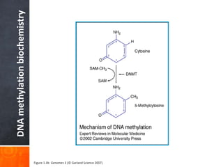 DNA
methylation
biochemistry
Figure 1.4b Genomes 3 (© Garland Science 2007)
 