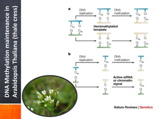 DNA
Methylation
maintenance
in
Arabidopsis
Thaliana
(thale
cress)
 