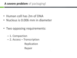 A severe problem of packaging!
• Human cell has 2m of DNA
• Nucleus is 0.006 mm in diameter
• Two opposing requirements:
– 1. Compaction
– 2. Access – Transcription
Replication
Repair
 
