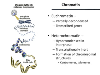 Chromatin
• Euchromatin –
– Partially decondensed
– Transcribed genes
• Heterochromatin –
– Hypercondensed in
interphase
– Transcriptionally inert
– Formation of chromosomal
structures
• Centromeres, telomeres
 