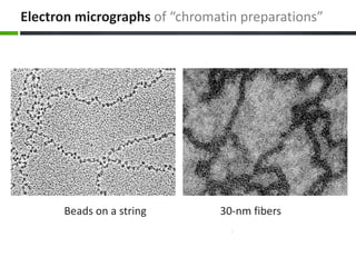 Electron micrographs of “chromatin preparations”
Beads on a string 30-nm fibers
 