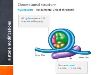 Histone
modifications
Chromosomal structure
Nucleosome – fundamental unit of chromatin
147 bp DNA wound 1.75
turns around histones
histone octamer:
2 x (H2A, H2B, H3, H4)
 