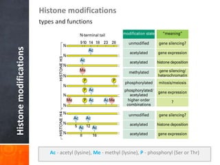 Histone
modifications
Histone modifications
types and functions
Ac - acetyl (lysine), Me - methyl (lysine), P - phosphoryl (Ser or Thr)
 