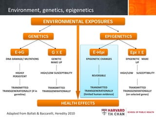E→G
DNA DAMAGE/ MUTATIONS
HIGHLY
PERSISTENT
TRANSMITTED
TRANSGENERATIONALLY (if in
germline)
G X E
GENETIC
MAKE UP
HIGH/LOW SUSCEPTIBILITY
TRANSMITTED
TRANSGENERATIONALLY
E→Epi
EPIGENETIC CHANGES
REVERSIBLE
TRANSMITTED
TRANSGENERATIONALLY
(limited human evidence)
Epi X E
EPIGENETIC MAKE
UP
HIGH/LOW SUSCEPTIBILITY
TRANSMITTED
TRANSGENERATIONALLY
(on selected genes)
Environment, genetics, epigenetics
ENVIRONMENTAL EXPOSURES
GENETICS EPIGENETICS
HEALTH EFFECTS
Adapted from Bollati & Baccarelli, Heredity 2010
 