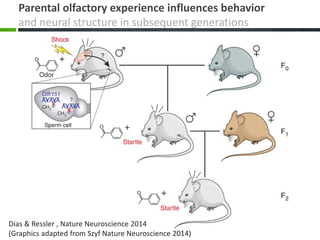 Parental olfactory experience influences behavior
and neural structure in subsequent generations
Dias & Ressler , Nature Neuroscience 2014
(Graphics adapted from Szyf Nature Neuroscience 2014)
 