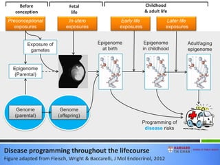 Disease programming throughout the lifecourse
Figure adapted from Fleisch, Wright & Baccarelli, J Mol Endocrinol, 2012
Before
conception
Preconceptional
exposures
Fetal
life
In-utero
exposures
Exposure of
gametes
Genome
(parental)
Epigenome
(Parental)
Childhood
& adult life
Early life
exposures
Later life
exposures
Epigenome
at birth
Epigenome
in childhood
Programming of
disease risks
Adult/aging
epigenome
Genome
(offspring)
 
