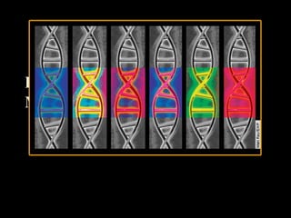 Epigenetics & DNA Methylation By: Kaitlyn Fonzi & Briana Barkdull 
