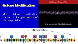 Epigenetics and genomic imprinting must | PPTX