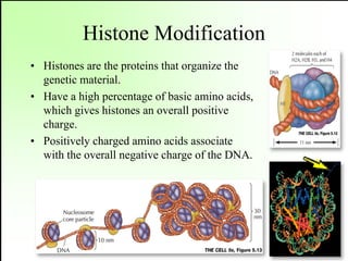 Epigenetics and type 2 diabetes | PDF