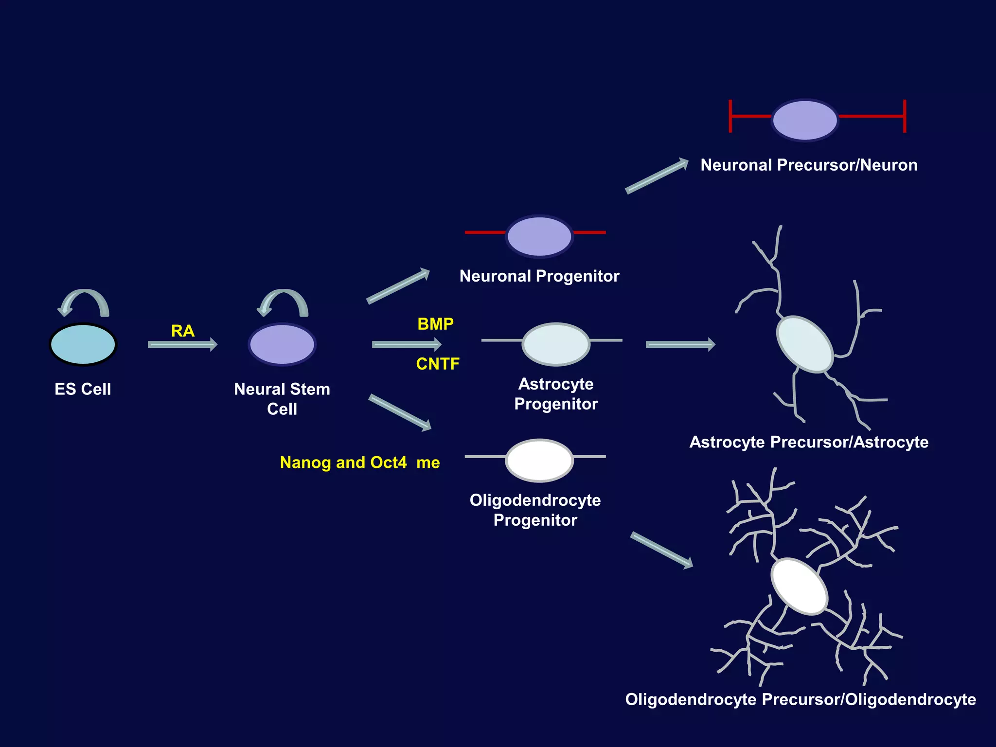 ES Cell Neural Stem
Cell
Neuronal Progenitor
Astrocyte
Progenitor
Oligodendrocyte
Progenitor
Astrocyte Precursor/Astrocyte
Oligodendrocyte Precursor/Oligodendrocyte
Neuronal Precursor/Neuron
RA BMP
CNTF
Nanog and Oct4 me
 
