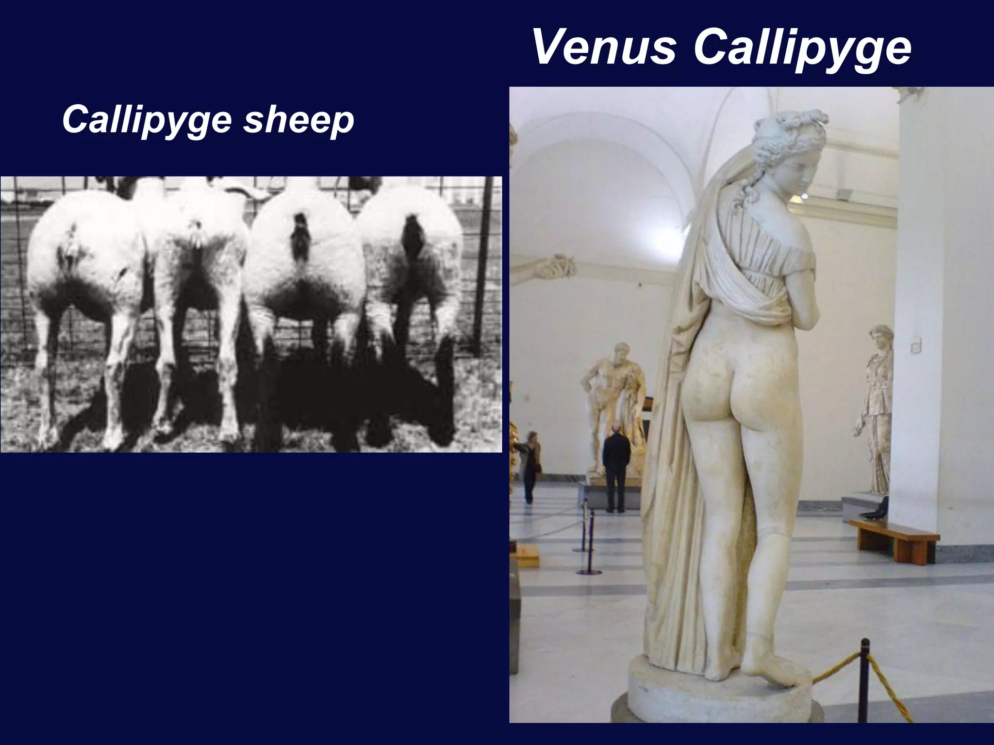 Venus Callipyge
Callipyge sheep
 